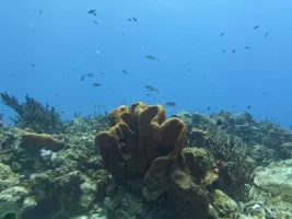 Mexique Cozumel 2023