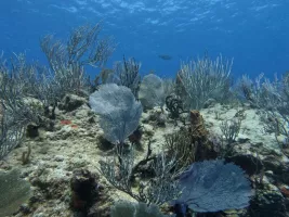 Mexique Playa del Carmen 2023